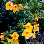 AlamandaLarge.jpg (28153 bytes)