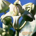 CalotropisFlr300.jpg (19619 bytes)