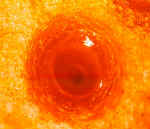 CitSecCav300.jpg (14183 bytes)