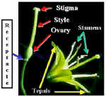 ClintonibFlr240Lab.jpg (19465 bytes)