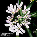 Coriander.jpg (84415 bytes)