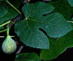 FicusFruLvs300.jpg (19345 bytes)