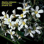 KukuiFlrSmal.JPG (76160 bytes)