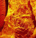 MilkFruitLM300.jpg (35867 bytes)