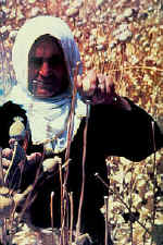 OPSeedHarvest200.jpg (18011 bytes)