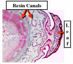 PinuStemMedM400Lab.jpg (52919 bytes)