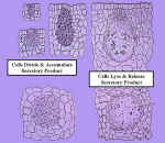 SeCavLys600Lab.jpg (65518 bytes)