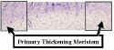 BananaSAMPrimThickMeiLabb.jpg (69803 bytes)