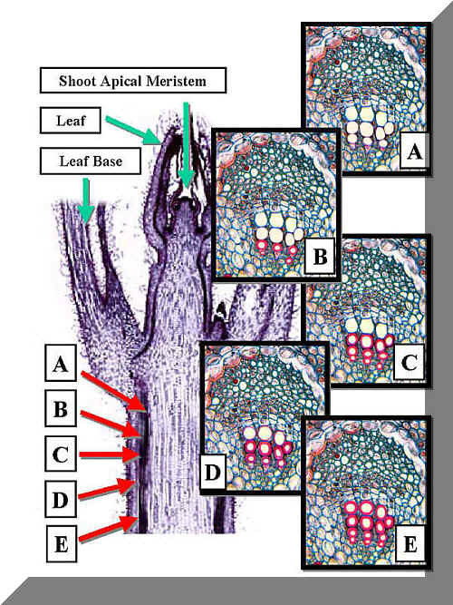 XylmDifferCollageLab500.jpg (124323 bytes)