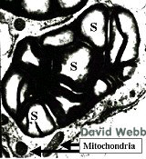 AmyloMultiEM160.jpg (15213 bytes)