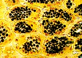 OilDropsSudBlkIKIClose160.jpg (15435 bytes)