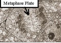 or-55lab.jpg (17877 bytes)