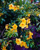 Alamanda160.jpg (23979 bytes)