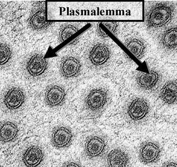 PlasmodesLab400.jpg (81633 bytes)