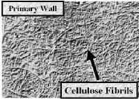 WallPrimSurfEM.jpg (118056 bytes)